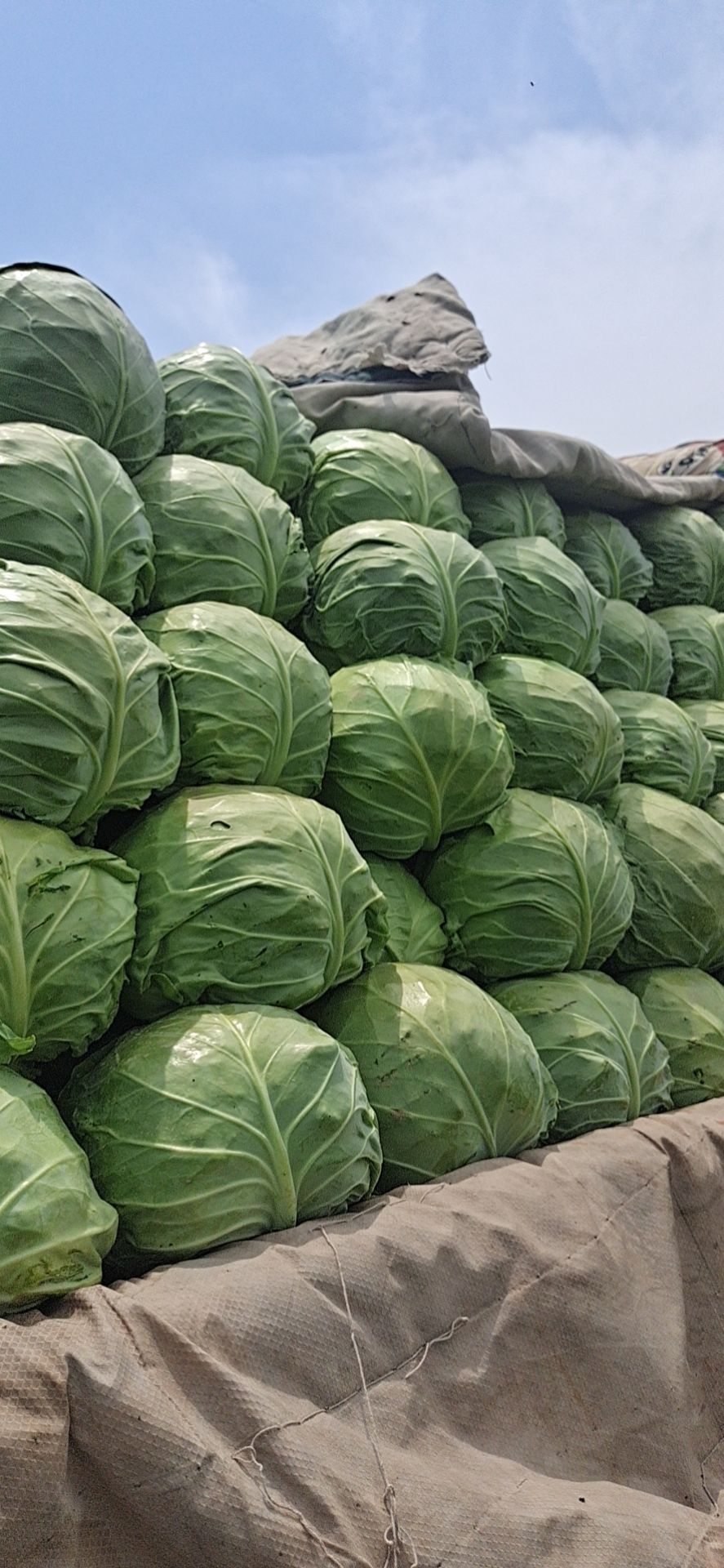 绿包菜  精品甘兰