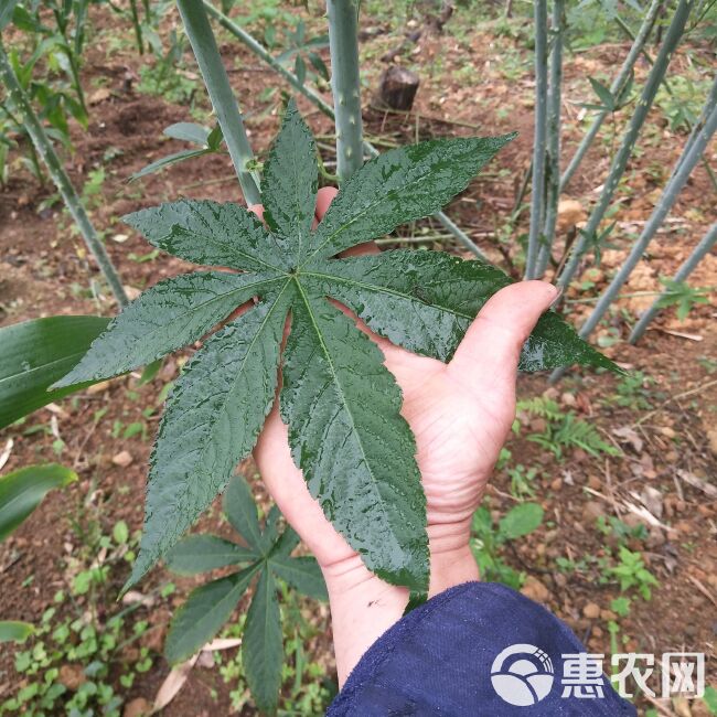 甜茶苗刺儿茶苗  甜叶覆盆子七叶覆盆子苗当