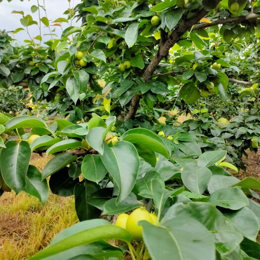 富川县好吃的黄花梨和翠冠梨即将上市。