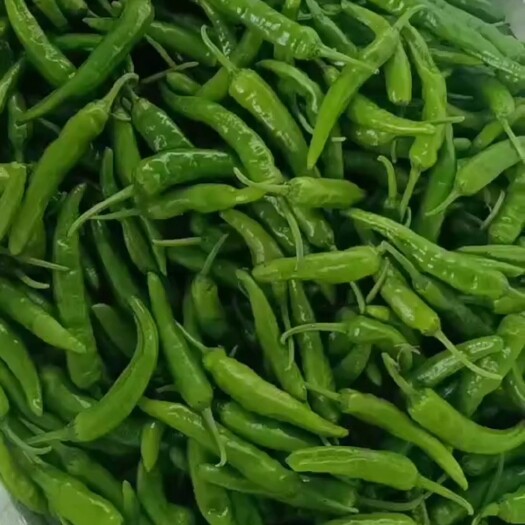 南宁樟树小辣椒