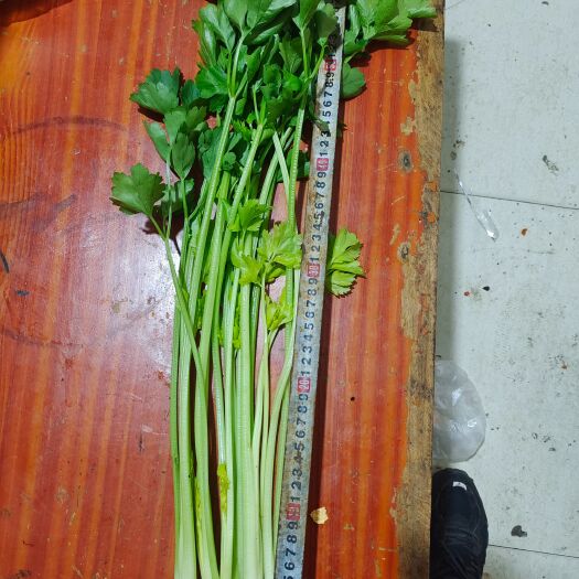 通海县通海小香芹。无虫无害 粉绿 空心