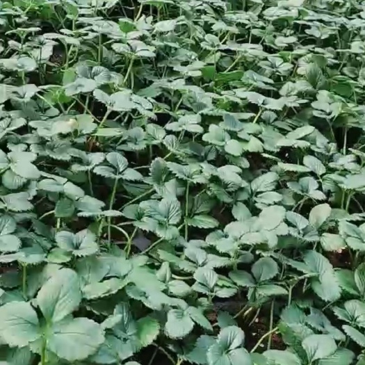 临沂白雪公主  秋季脱毒草莓苗陆地生产苗