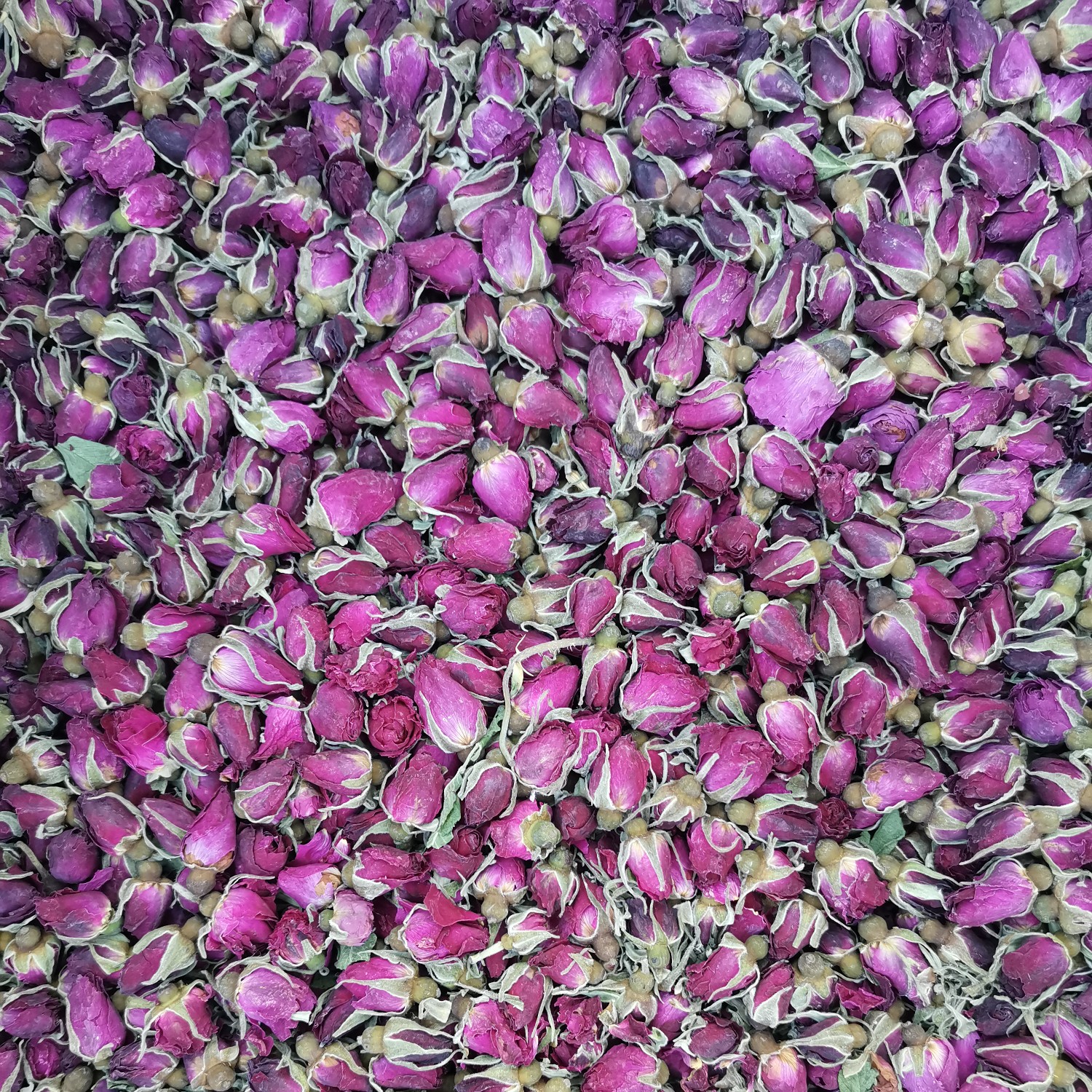 玫瑰花蕾