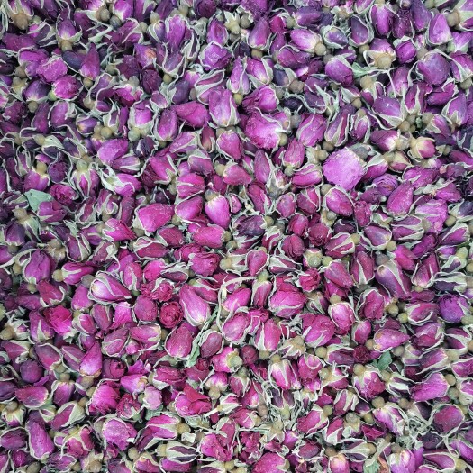 玫瑰花蕾