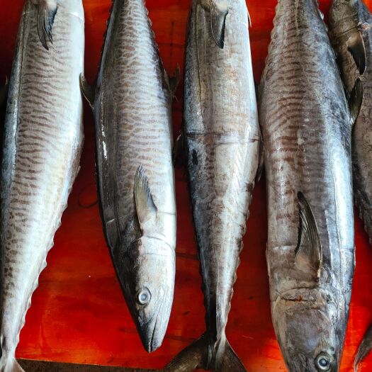 【鲅鱼 马胶鱼】10斤以上、10斤以下、海捕产品速冻锁鲜发货
