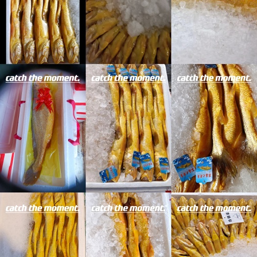 大黄鱼