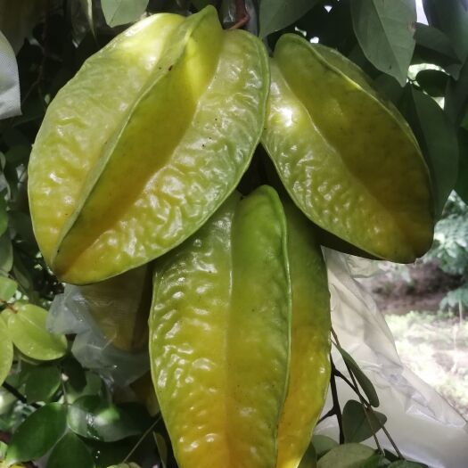 龙门县香蜜杨桃 广东省惠州市龙门麻榨下龙杨桃(有地理性标志农产品