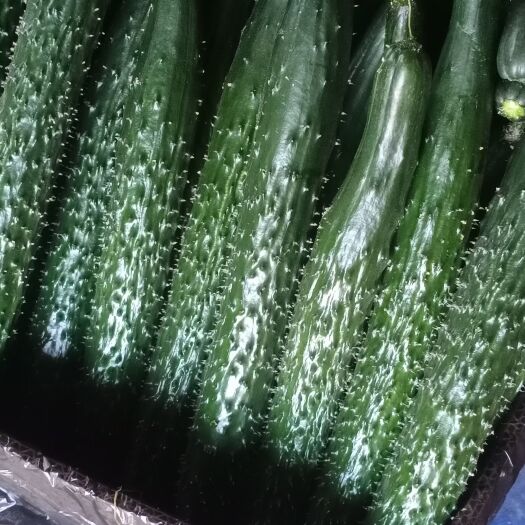 靖远县甘肃靖远密刺黄瓜，大棚种植，超市，饭店，食堂供货