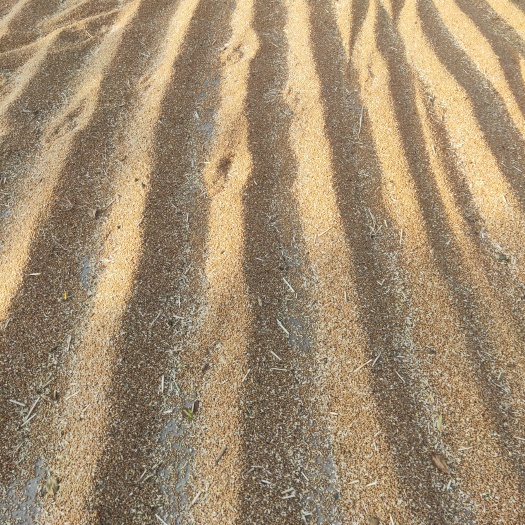 襄樊小麦