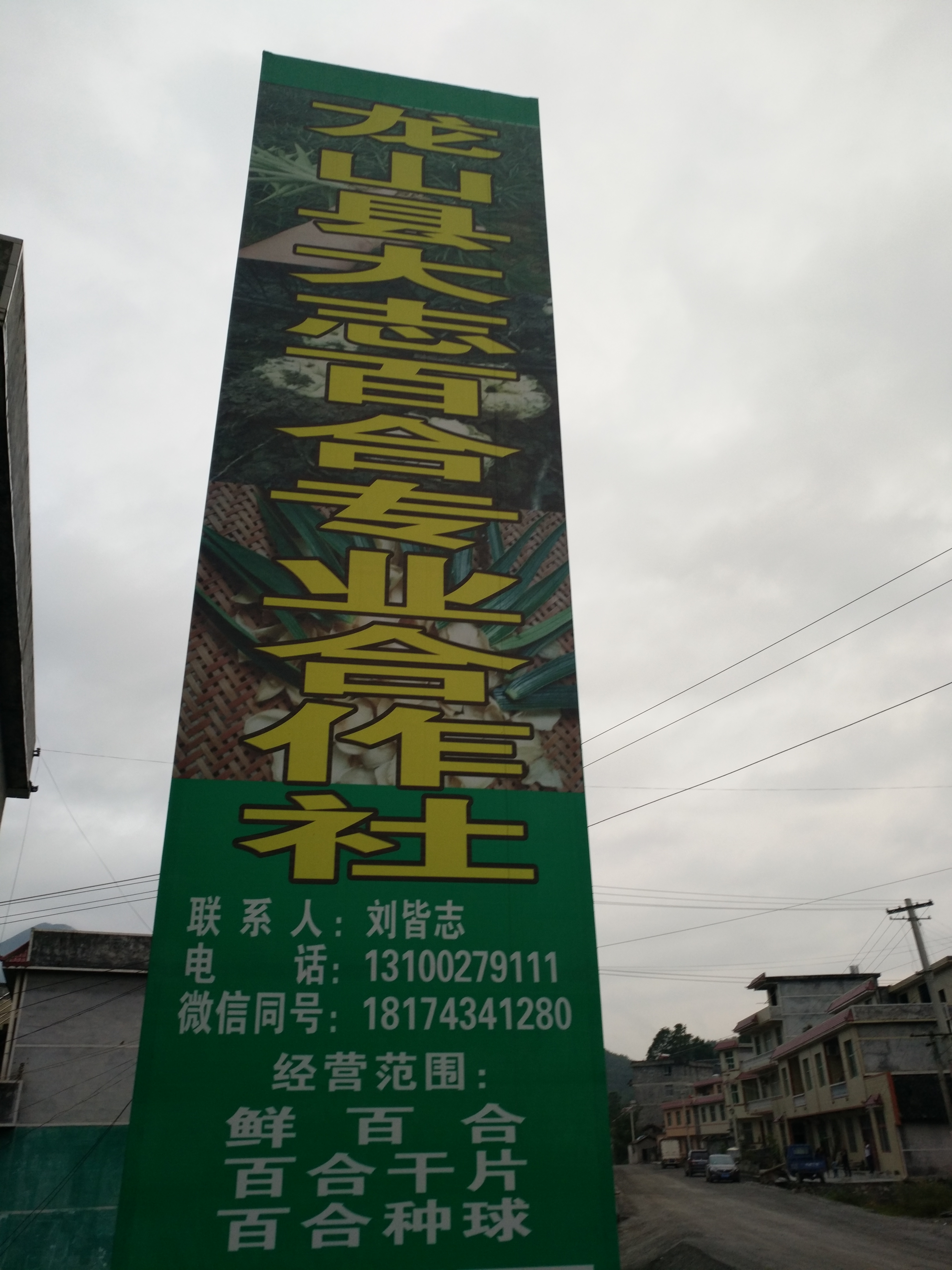 大志百合基地批發(fā)