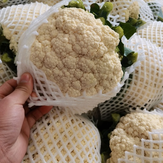邯郸松花花菜基地常年供应，花白，个头均匀，小米，青梗，货源充足，