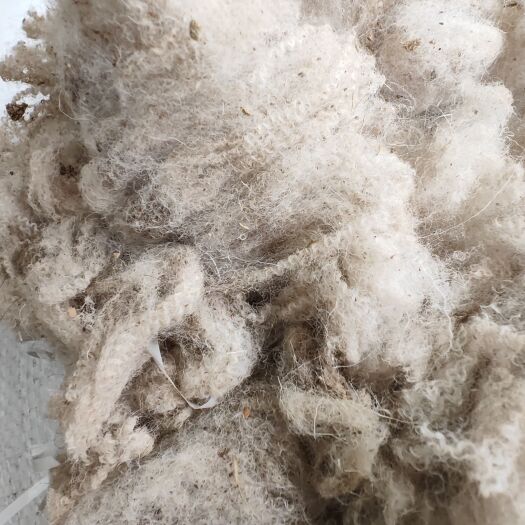 广河县河西走廊精品梳绒毛，绒头大，绒质细，含杂少，细度21.8um