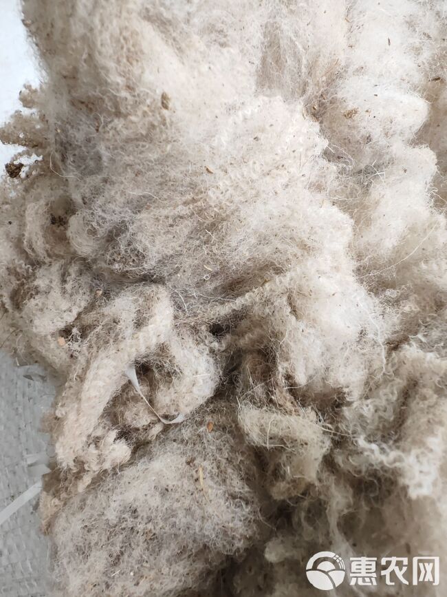 河西走廊精品梳绒毛，绒头大，绒质细，含杂少，细度21.8um