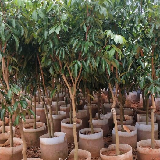 灵山县桂味荔枝苗，高度130，根茎2-3公分