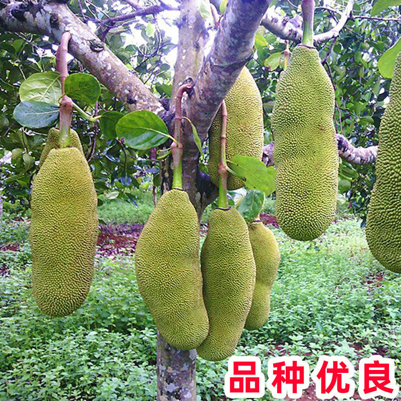 ɽһŲ磬ļдƷ