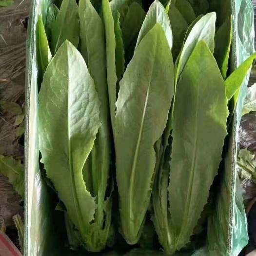 沈阳青油麦