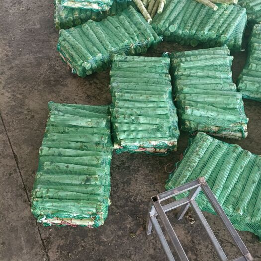 通许县精品莴笋大量出售！！