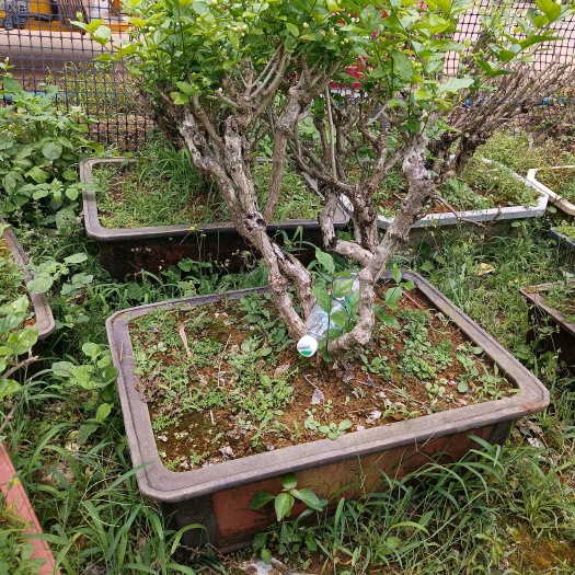 横州市茉莉花重瓣 老桩 茉莉花，茉莉花盆栽。