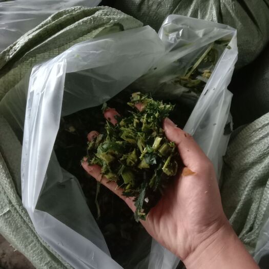 横州市甜玉米秸秆牛羊青储饲料