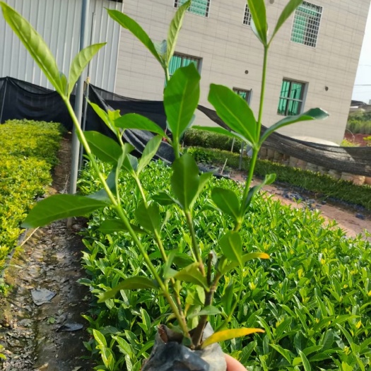 中叶栀子花   大叶栀子花