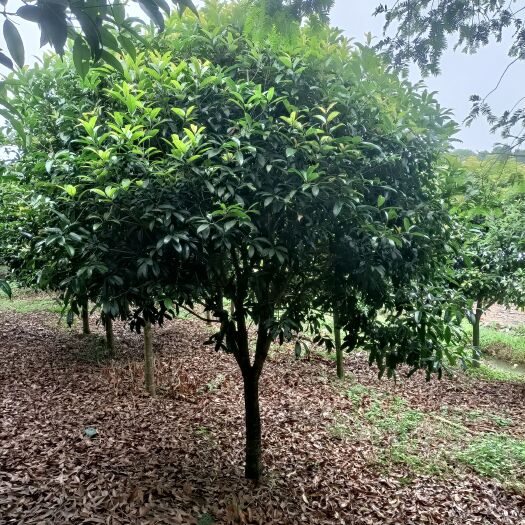 安顺桂花树