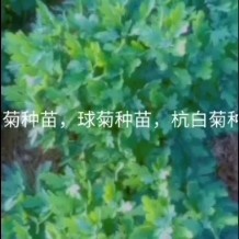 高安市金丝皇菊种苗