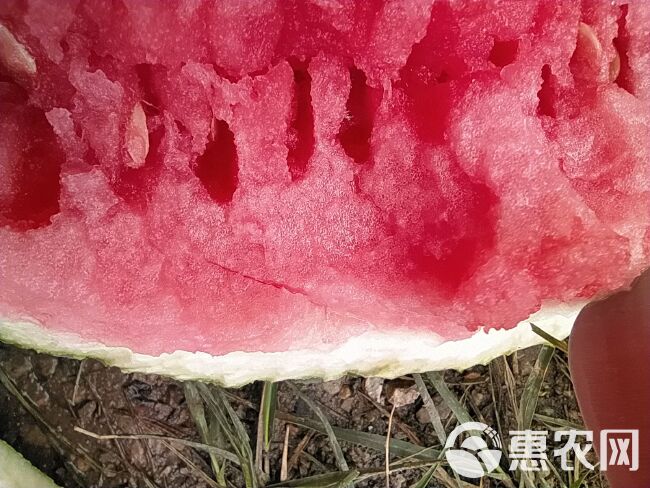 精品云南无籽麒麟瓜（美都），大量上市！价格超低