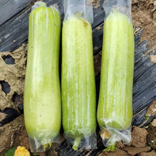 灵山县新鲜丝瓜（水瓜）大量现货