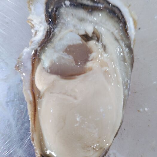 乳山市正宗乳山牡蛎，现捞现发