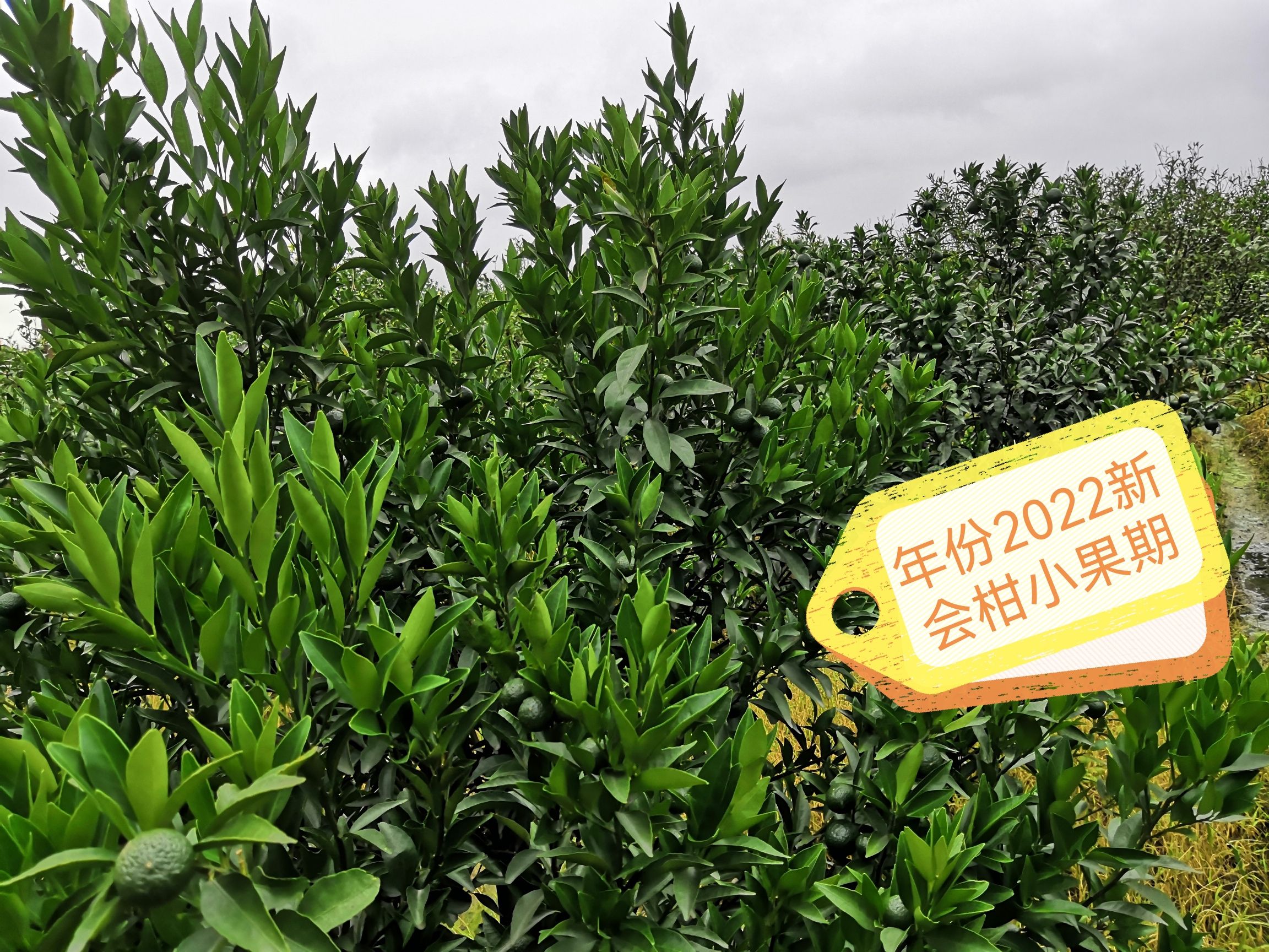 新会陈皮 柑下乘凉 用心去做！