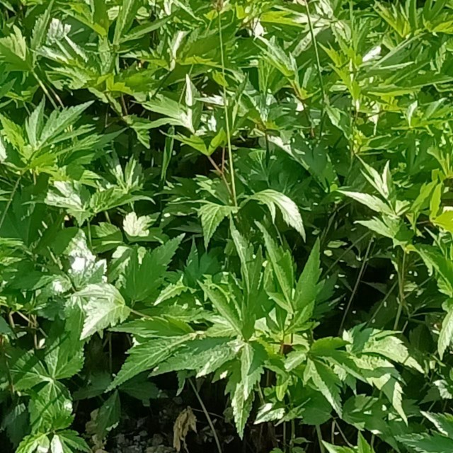 当归苗四川菜当归药当归苗基地一手货源包回收