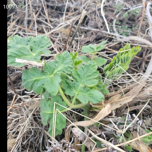 呼玛县大兴安岭老山芹东北山野菜包饺子包子炒菜炖菜烙饼速冻老桑芹