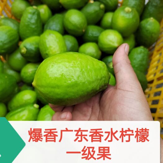 容县广东香水柠檬爆香一级果奶茶店果汁店㩧打渣柠