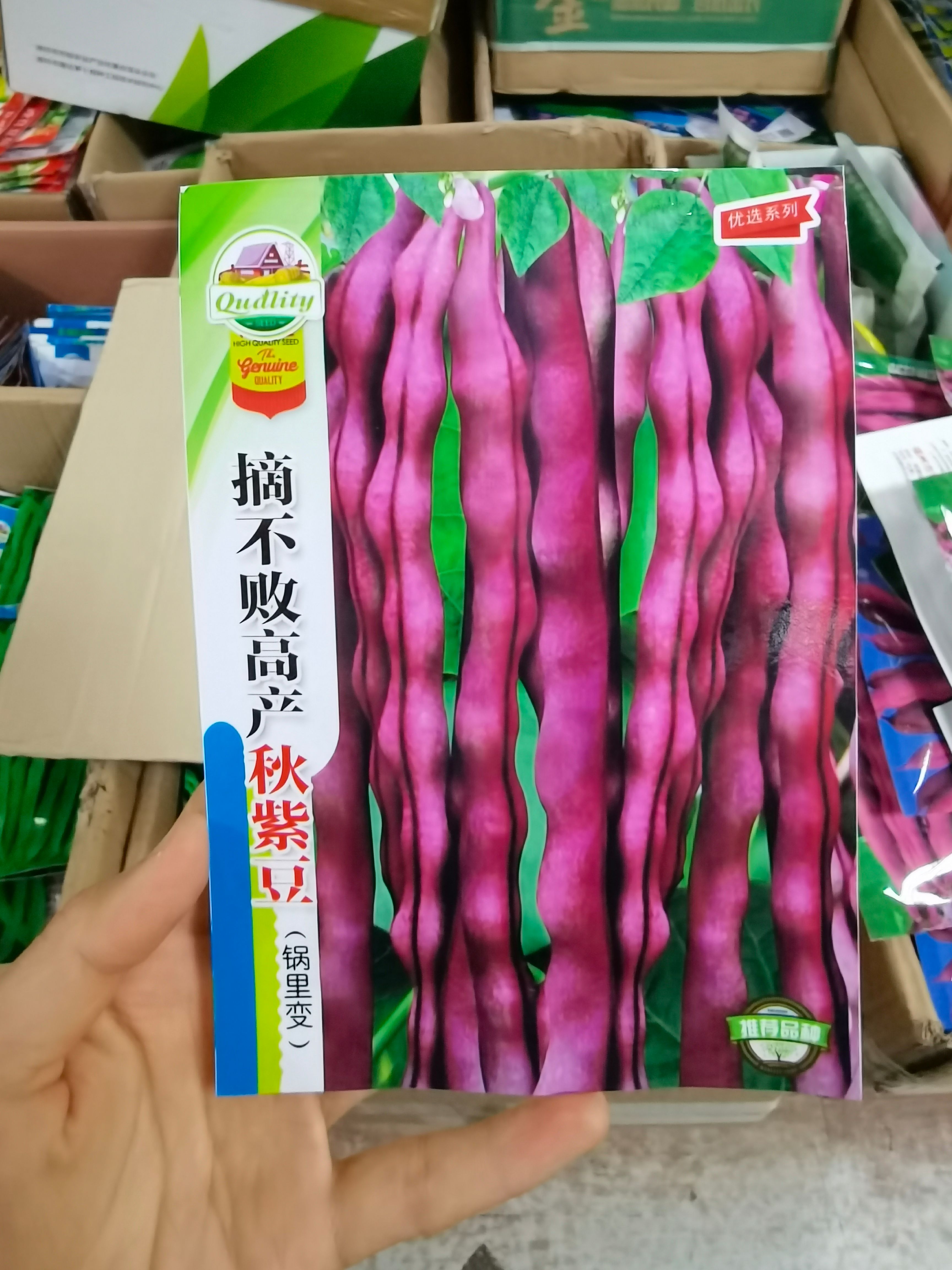 西安秋紫豆種子 春秋種植陽臺庭院種植蔬菜種子