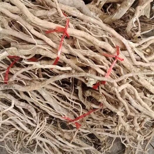 广州黄花倒水莲 黄花倒水莲纯根 倒吊黄根黄花大远志观音串