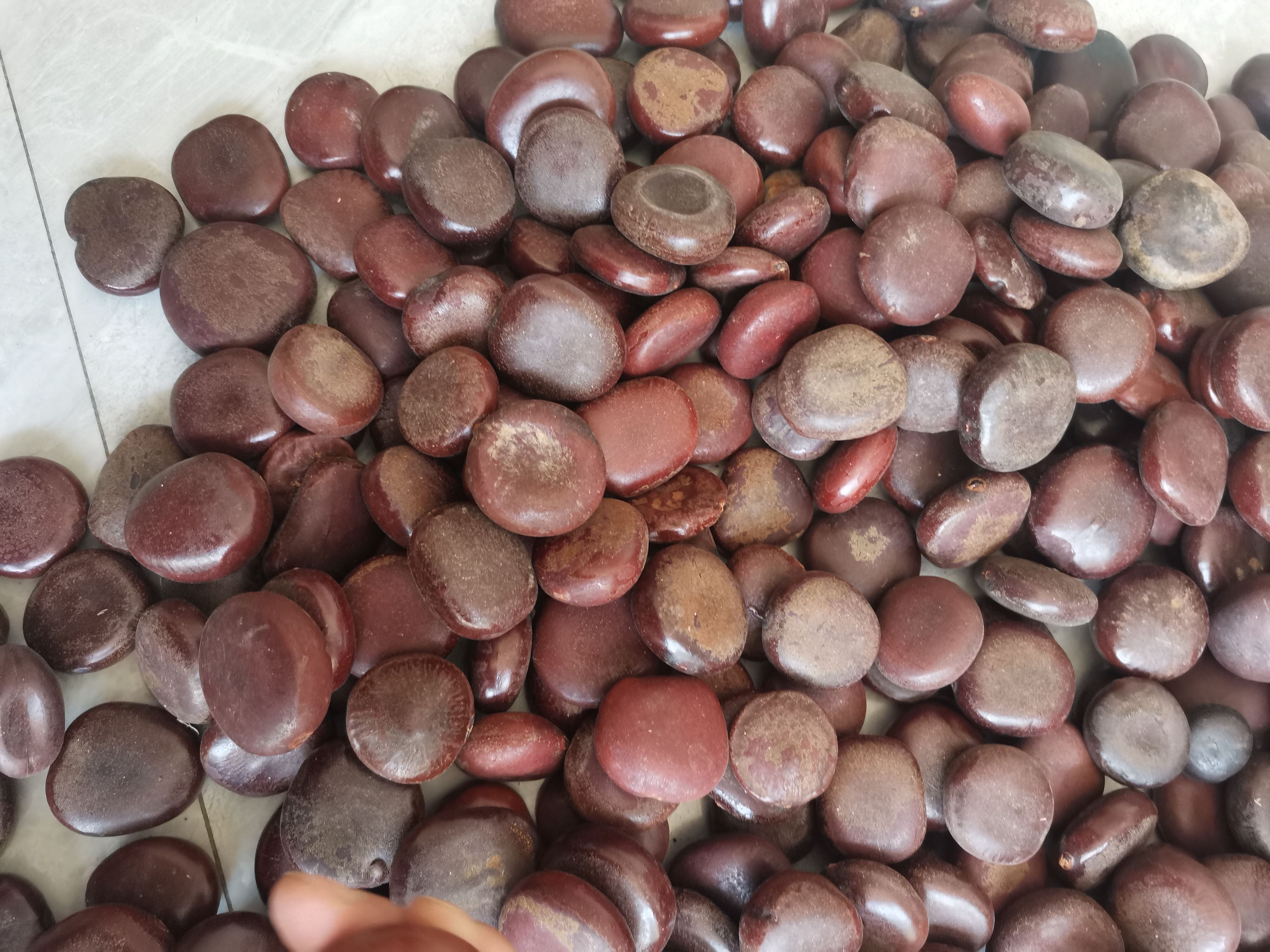 中药材过江龙子 木腰子 阴阳子 实图木腰子【假一赔十】