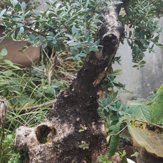 丽江瓜子黄杨