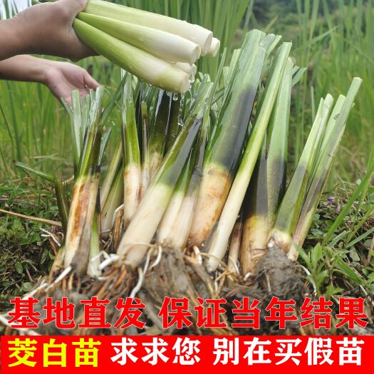 正安县茭白种苗  早熟改良型双季茭白苗种四季茭瓜苗高笋种苗高瓜苗子
