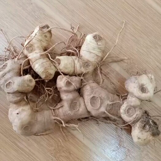 成都黄精块茎