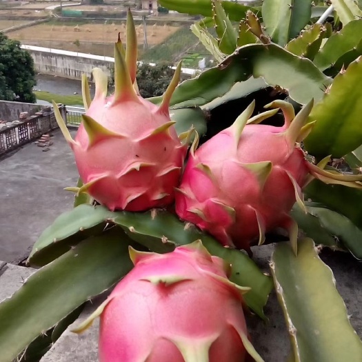 灵山县红心火龙果苗 广西红皮红肉火龙果，燕窝火龙果