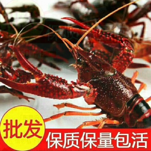 长沙批发小龙虾一手货源