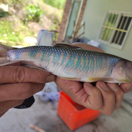 漳浦县马口鱼苗