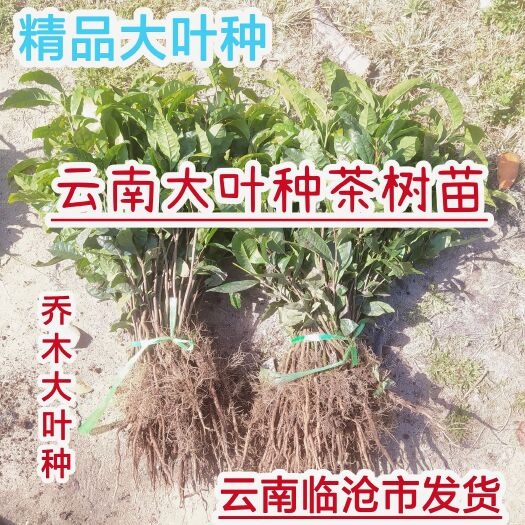 临沧云南勐库大叶种茶树苗冰岛茶叶苗普洱茶苗昔归茶苗老班章茶苗