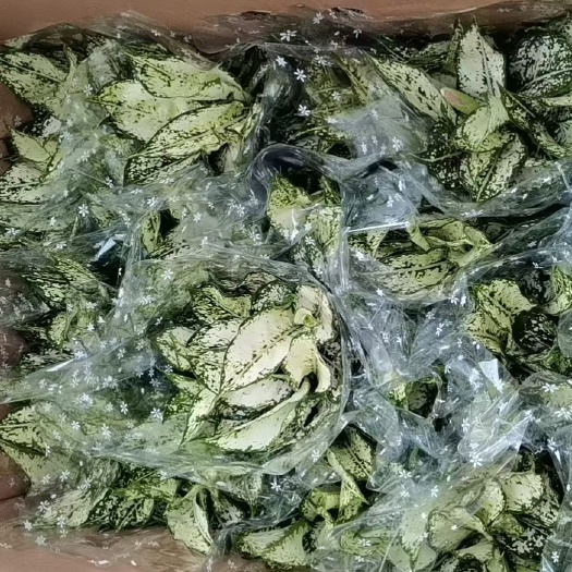 广州万年翡翠万年青厂家直销各式各样规格一件全国代发物美价廉产品好