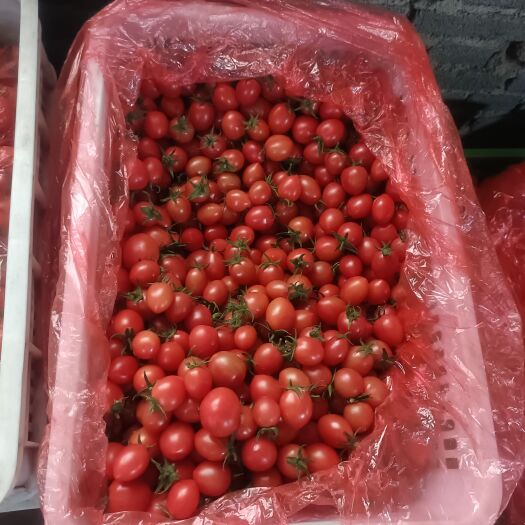 寿光市精品玲珑小番茄