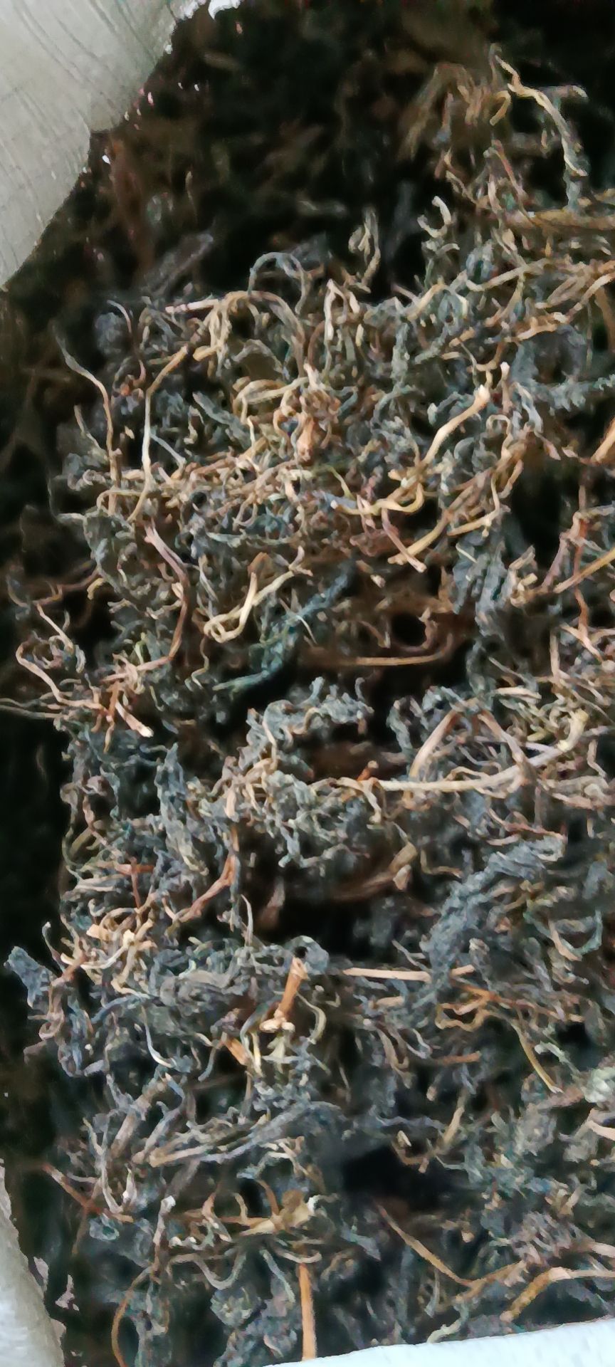 江西小苦菜干，小苦菜干，苦斋菜，败酱草，苦菜婆，苦益菜现货