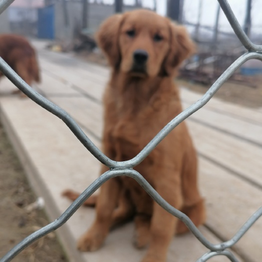 梁山县各种狗狗，金毛犬纯种狗狗，看家护院，狩猎犬，家庭犬，活体幼犬