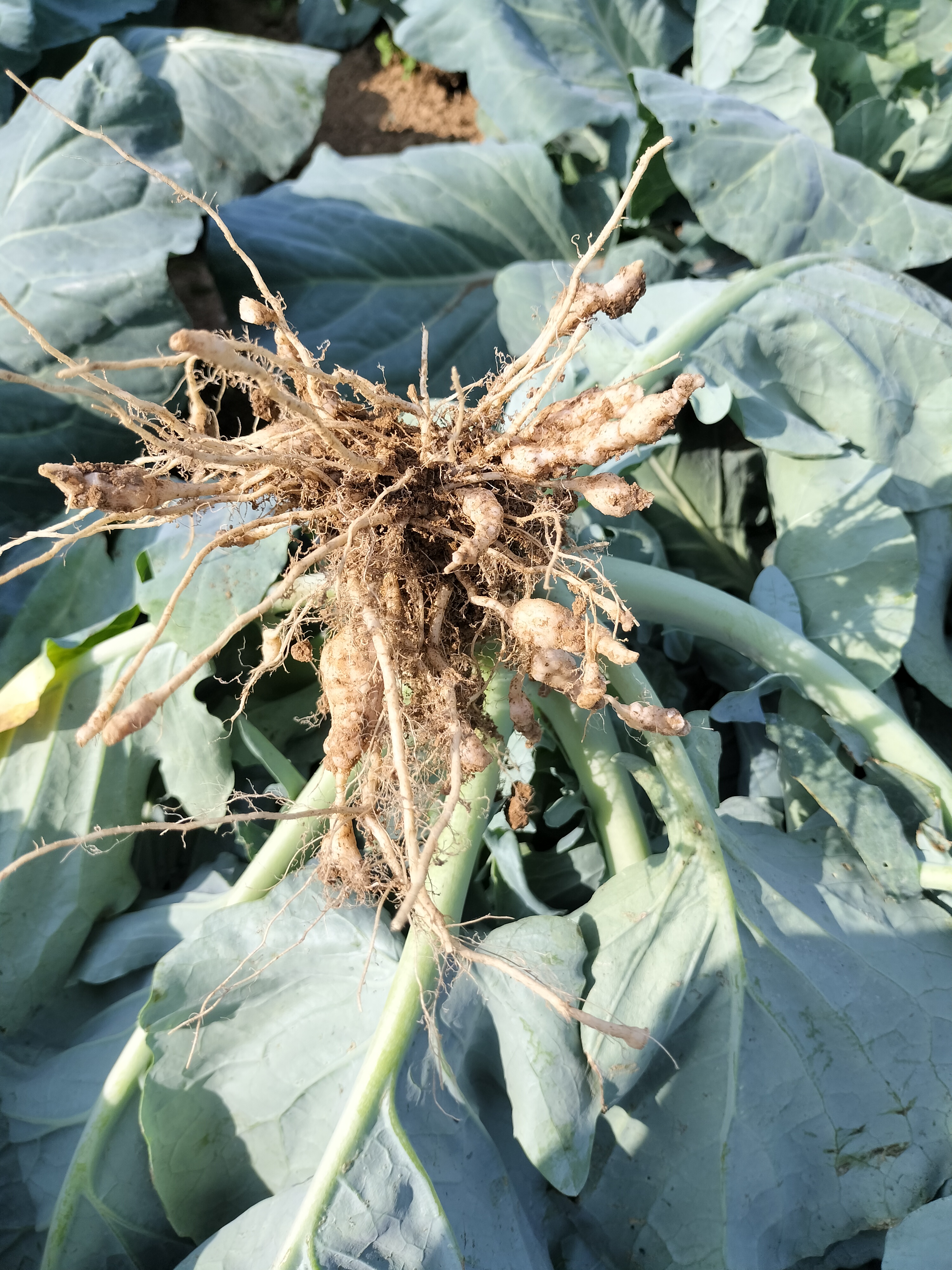 包菜根肿病还有二十天到天是六七十天的菜现在包心锤头大小老师还有救