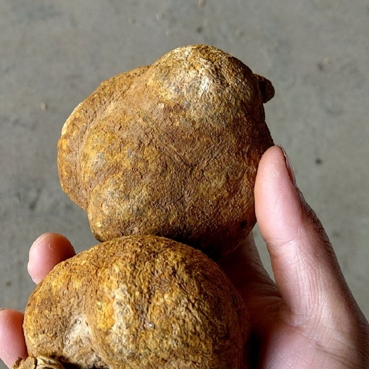 绥宁县金果榄干货 地苦胆干货金线吊葫芦干货