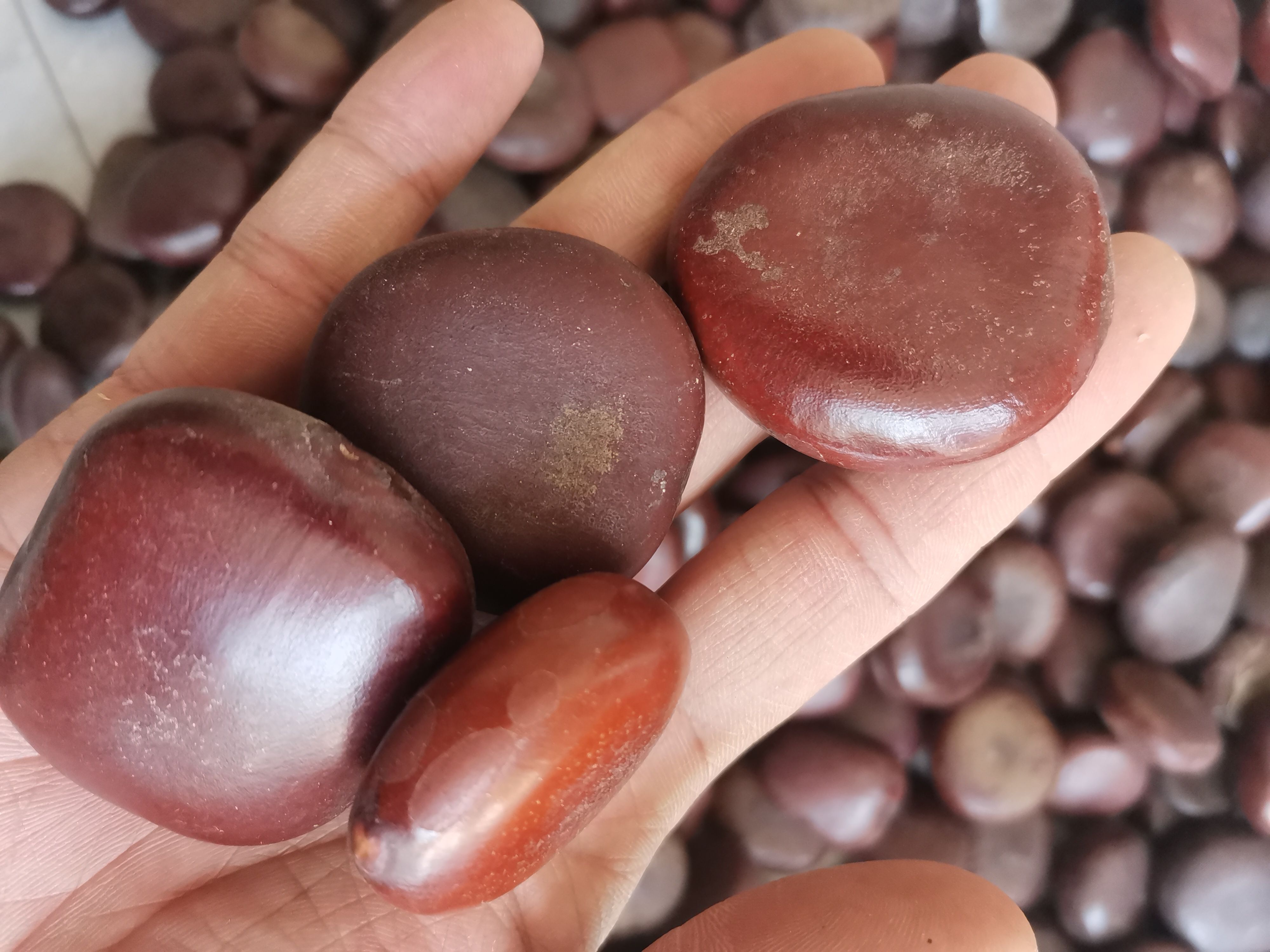 中药材过江龙子 木腰子 阴阳子 实图木腰子【假一赔十】